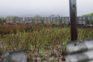 Bullrushes growing in a tank