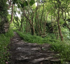 A woodlane walk