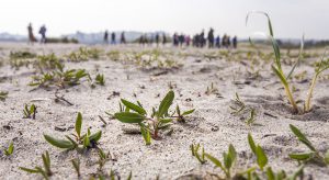 Small plants growing on the sand dunes